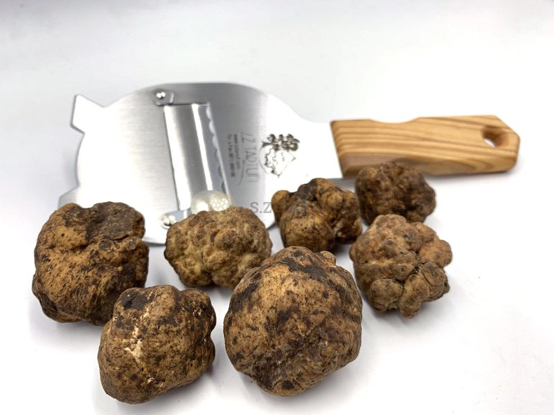 Tartufo Bianchetto Fresco - Tuber borchii Vitt.