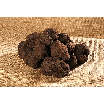 TRUFFE NOIRE FRAÎCHE AU CROCHET (tuber uncinatum Chatin)