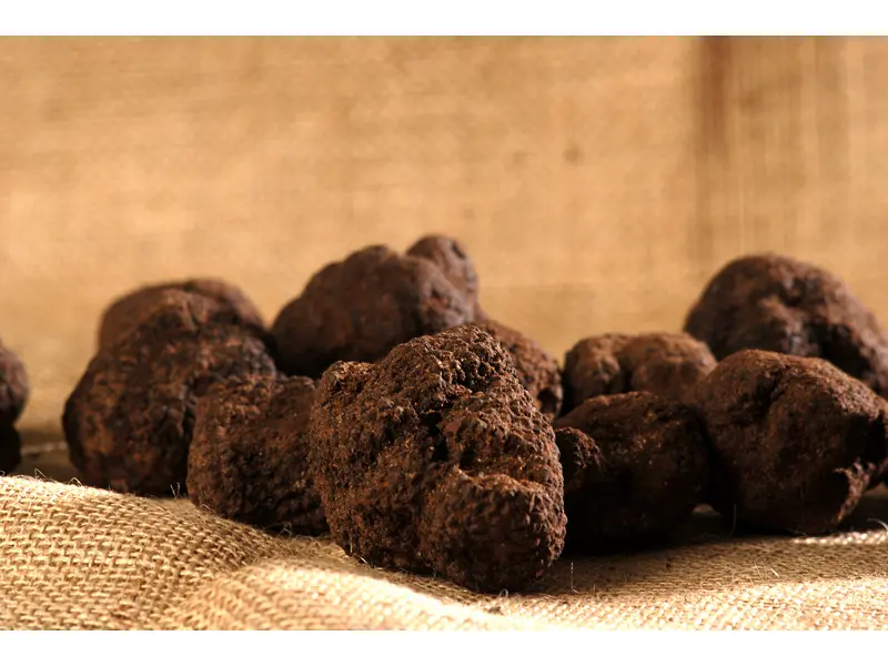 Truffe noire Uncinato - Tuber Uncinatum