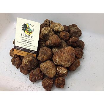 S.Z. Tartufi - White truffle bianchetto