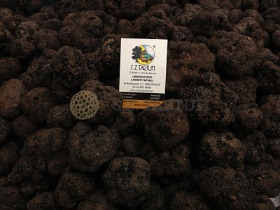 S.Z. Tartufi Tartufo Nero Pregiato Fresco Seconda scelta - tuber melanosporum Vitt.