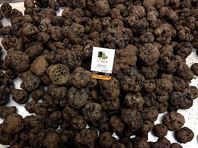 Tartufo nero pregiato