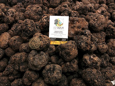 Tartufo nero pregiato