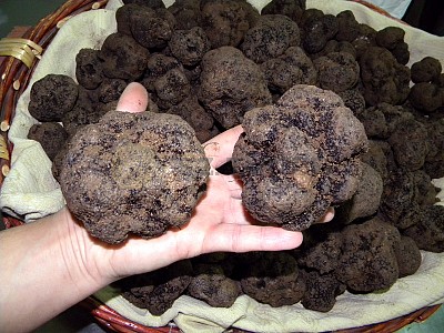 Tartufo nero pregiato