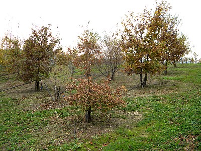 Truffles Cultivation