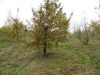 Truffles Cultivation