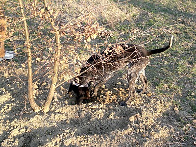 Truffles Cultivation