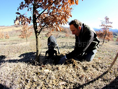 Truffles Cultivation