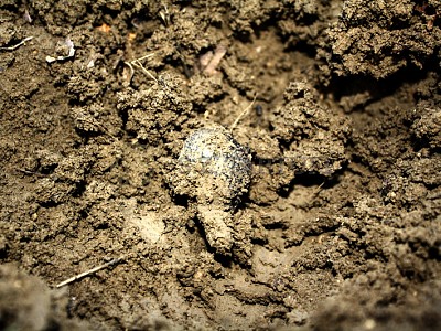 Truffles Cultivation