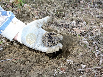 Truffles Cultivation