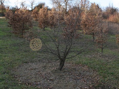 Truffles Cultivation