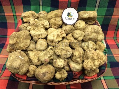 S.Z. Tartufi Tartufo Bianco Pregiato Fresco PRIMA SCELTA - tuber magnatum Pico
