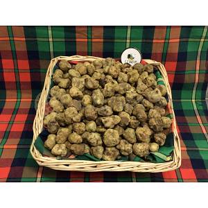 Tartufo Bianco Pregiato Fresco TERZA SCELTA o PICCOLI 5-9 g - Tuber magnatum Pico