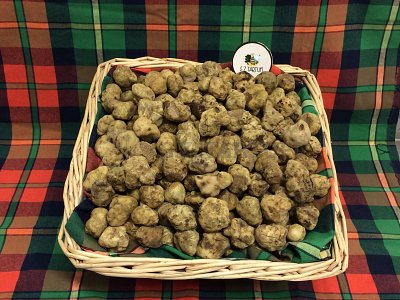 S.Z. Tartufi Tartufo Bianco Pregiato Fresco TERZA SCELTA o PICCOLI - tuber magnatum Pico