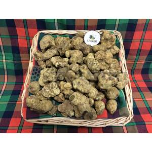 Tartufo fresco bianco 2a scelta Tartufo Bianco Pregiato Fresco SECONDA SCELTA 10-50g - Tuber magnatum Pico