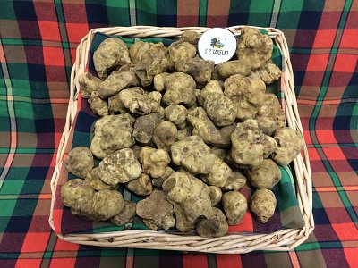 S.Z. Tartufi Tartufo Bianco Pregiato Fresco SECONDA SCELTA o ROTTI - tuber magnatum Pico
