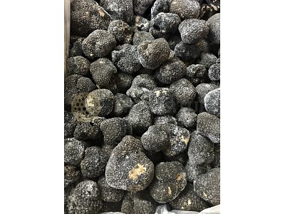 S.Z. Tartufi Tartufi congelati per ristorazione o successive lavorazioni