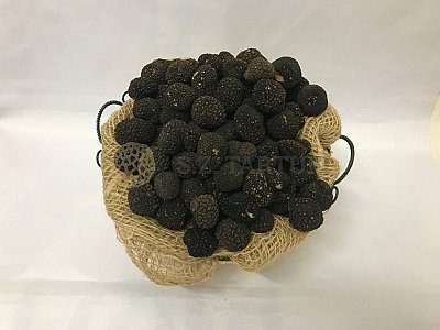 S.Z. Tartufi Tartufo Estivo Fresco SECONDA SCELTA o PICCOLI - Tuber Aestivum Vitt. PROVENIENZA ABRUZZO