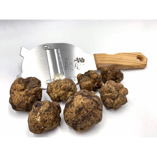 Fresh Bianchetto Truffle - Tuber borchii Vitt.
