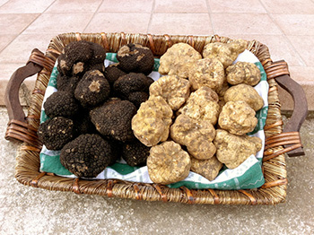 S.Z. Tartufi - Fresh Truffles